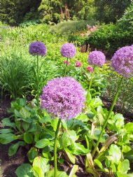 Alliums Dunham Massey